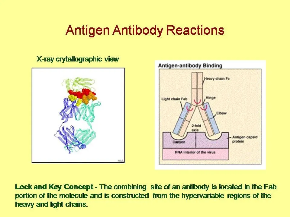 Best Pathology Lab in Amritsar